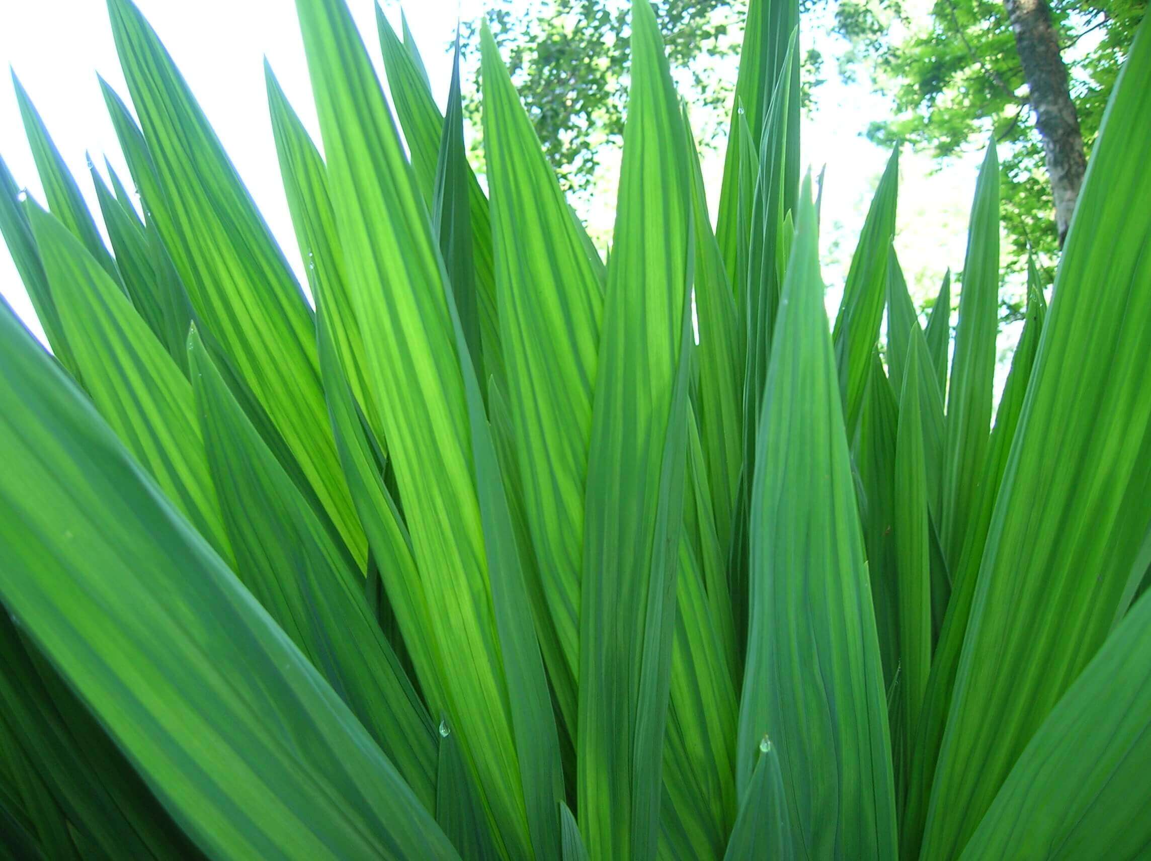 Slide Background